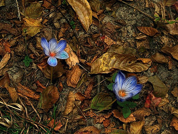 FLOWERS, blue, dry, leaves, wild, dead, forest HD wallpaper