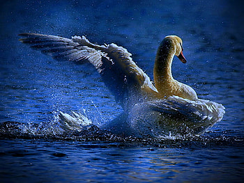 Swan blues, night, blue, swimming, moonlight, swan, water HD wallpaper