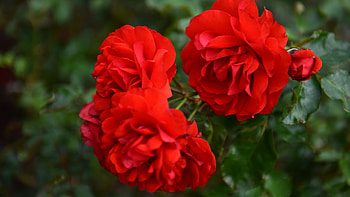 Red RosesRed Roses, garden, summer, plant, blossoms, petals HD wallpaper