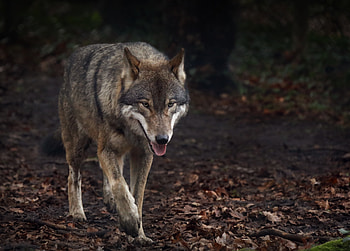 Animals, Predator, Wolf, Protruding Tongue, Tongue Stuck Out HD wallpaper