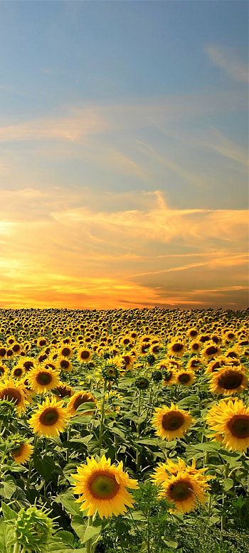 Sunflower field, Nature's wonder, Serene beauty, Captivating landscape HD phone wallpaper