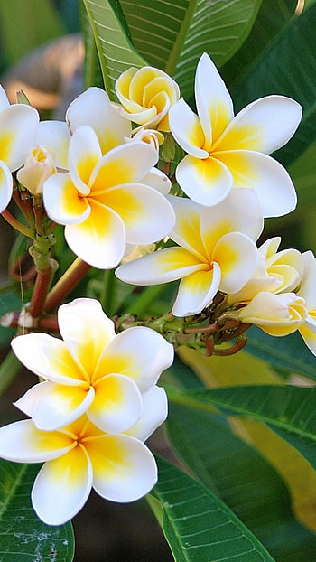 Thailand, Frangipani Flowers HD phone wallpaper