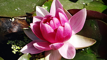 Pink Water Lily, Summer, Water, Nature, Flower, Pink HD wallpaper