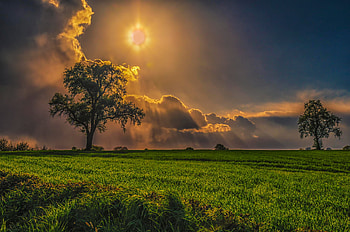 Nature, Trees, Grass, Sky, Field, Overcast, Mainly Cloudy HD wallpaper