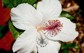 Hibiscus arnottianus, Hibiscus HD wallpaper