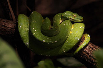 Python , Ultra , Impressive visuals, Serpent showcase HD wallpaper