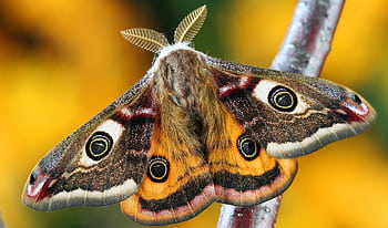 Detailed macro shot of Saturnia Pavoniella moth on a branch, showcasing vivid wing patterns. HD wallpaper