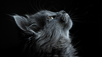 cat cuteness, Irresistible charm, Fluffy companion, Stunning clarity HD wallpaper