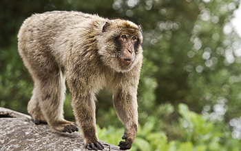 Monkey, monkey , nature graphy, cute creatures HD wallpaper