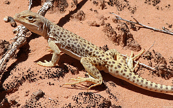 Animals, Spotty, Spotted, Lizard, Climb HD wallpaper