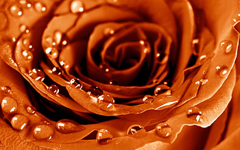 Plants, Flowers, Background, Roses HD wallpaper