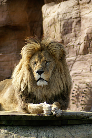 Animals, Brown, Lion, Big Cat, Animal, King Of Beasts, King Of The Beasts HD phone wallpaper