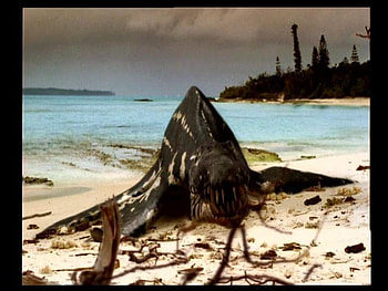 I DO NOT WANT TO DIE LIKE THIS FOOD FOR THE HUNTERS, and out of the sea, helpless HD wallpaper