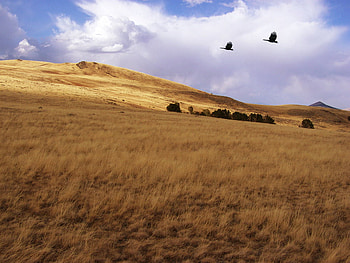 Westward Wind, wind, golden fields, sky, birds HD wallpaper