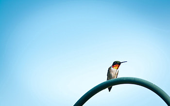 Sky, Bird, Sit, Minimalism, Color HD wallpaper