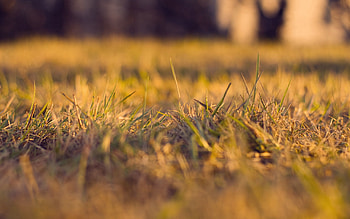 Grass, Autumn, Macro, Dry, Shallow, Glade, Polyana, Small HD wallpaper