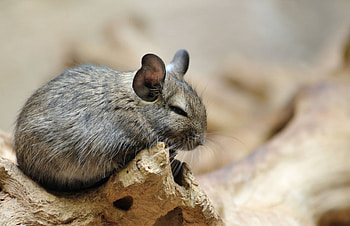 What is a chinchilla, Pet facts, Rodent behavior, Care resource HD wallpaper