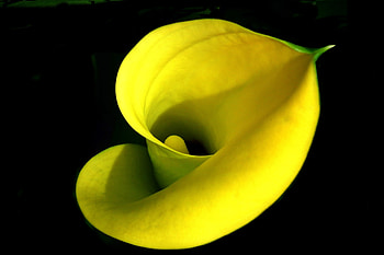 Iris, flower, yellow, close up HD wallpaper