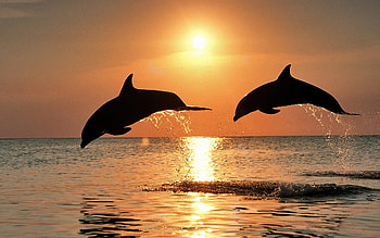dolphin , Vibrant ocean life, Stunning underwater scenes, Captivating visuals HD wallpaper