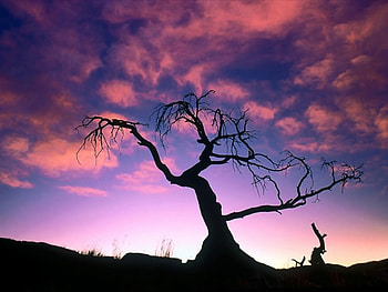 Sunset silohuette, light, nature, water, sun, sunset, tree HD wallpaper