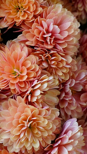 Chrysanthemum flowers, Android , , background HD phone wallpaper