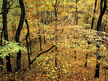 Forest scene, autumn, season, forest, tree HD wallpaper