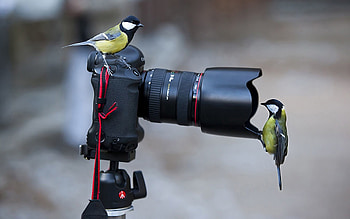 Animals, Birds, Camera, Situation, Titmouse HD wallpaper