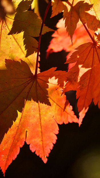 Leaf close-up, Stunning details HD phone wallpaper
