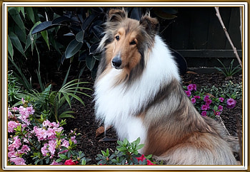 LOVELY COLLIE, LOVELY, NATURE, COLLIE HD wallpaper