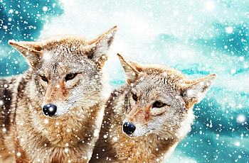 Snow, Animal, Wolf, Wolves HD wallpaper