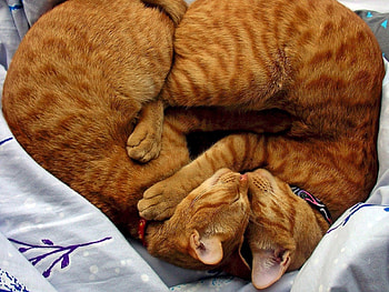 *** This is Love ***, ladowe, zwierzeta, rude, koty HD wallpaper