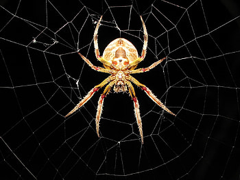 Insects, Web, Spiders HD wallpaper
