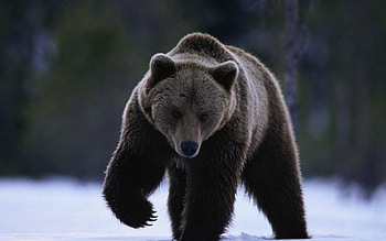 Animals, Winter, Snow, Bear, Stroll HD wallpaper