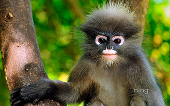 Monkey, animal, zodiac, green, 2016, chinese HD wallpaper
