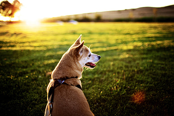 Man\'s best friend, dog, akita, horizon, grassland, meadow, beautiful, wonderful, nice, animals, nature, sky, amazing, sun, stunning HD wallpaper
