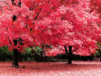 Landscape, Trees, Autumn HD wallpaper