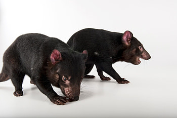 Tasmanian Devil, Joel Sartore, graphy collection, Ani051 00070 HD wallpaper