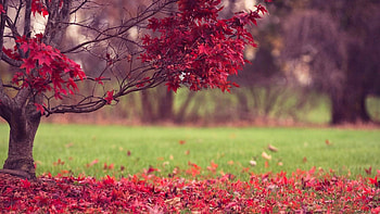 Beautiful Nature Computer , Nature Full Screen HD wallpaper