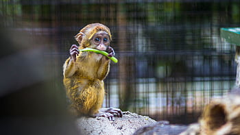 Cute baby monkey enjoying a vegetable snack, showcasing playful wildlife behavior in a zoo. HD wallpaper