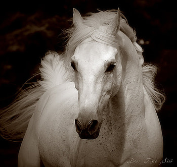 Arabian King Whitehorse, arabian night, arab, horse, arabic, arabian, beautiful, white horse HD wallpaper