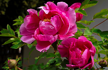 Pink peonies, summer, pink, leaves, buds, peonies, beautiful, scent, flowers HD wallpaper