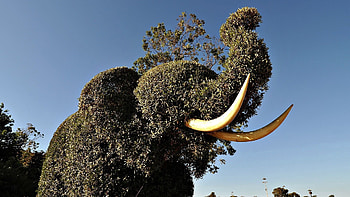 Nature, Bush, Vegetation, Elephant, Tusks HD wallpaper