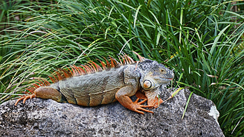 Iguana, , , background HD wallpaper