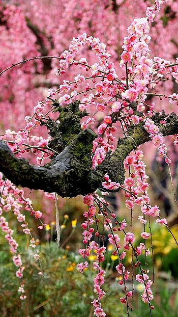 Spring, Adorable Season Flower HD phone wallpaper