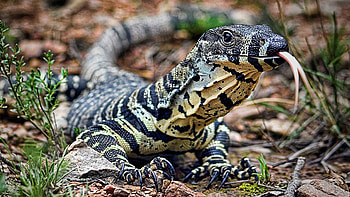 Monitor lizard popular backgrounds HD wallpaper