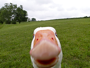 Hilarious Up-Close Duck - Funny Meme Background, funny, meme HD wallpaper