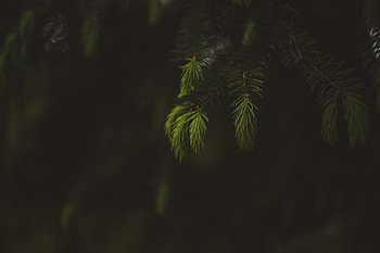 Blur, portrait, leaf, fern HD wallpaper