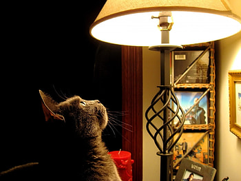 Animals, Cats HD wallpaper