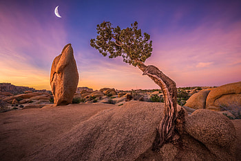 Joshua Tree National Park, national-park, nature HD wallpaper