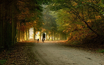 Trees, Autumn, Miscellanea, Miscellaneous, Park, Bicycle, Ride HD wallpaper